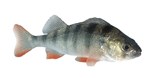 Barsch- Kretzer- Egli Barsch- Kretzer- Egli
